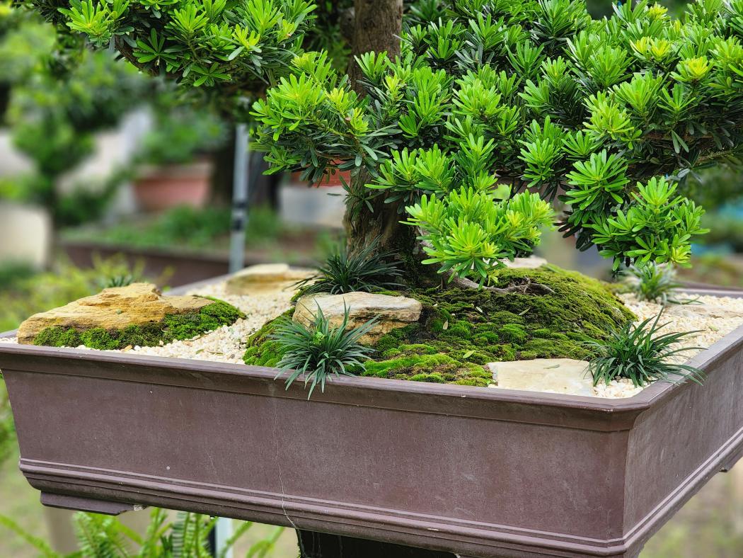 goi qua cay canh cao cap