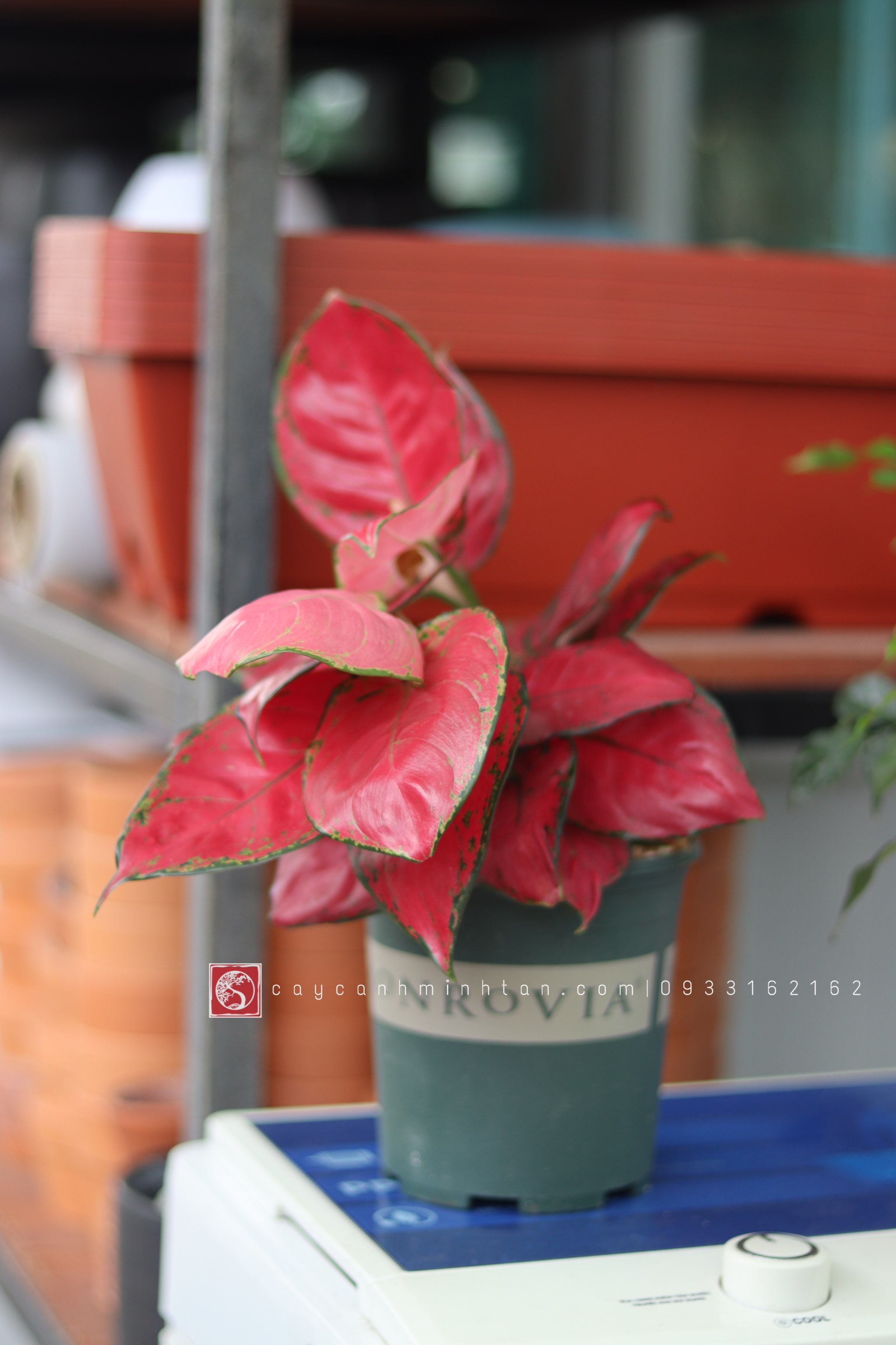 Vạn Lộc đỏ để bàn