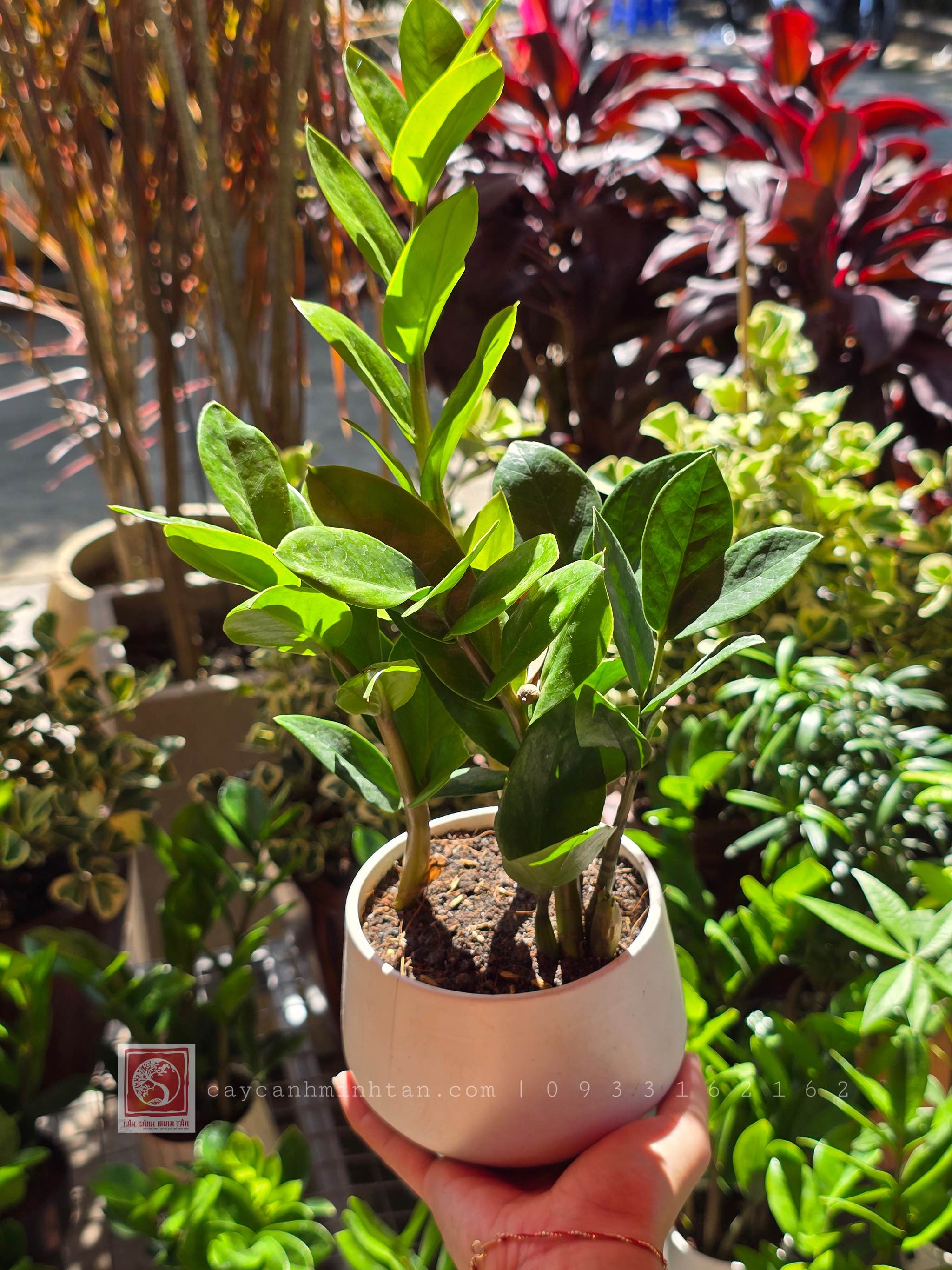 Kim Tiền để bàn