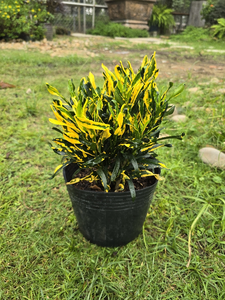 Lá Màu Dây Khoan