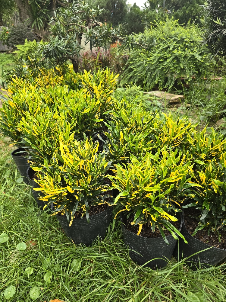 Lá Màu Dây Khoan