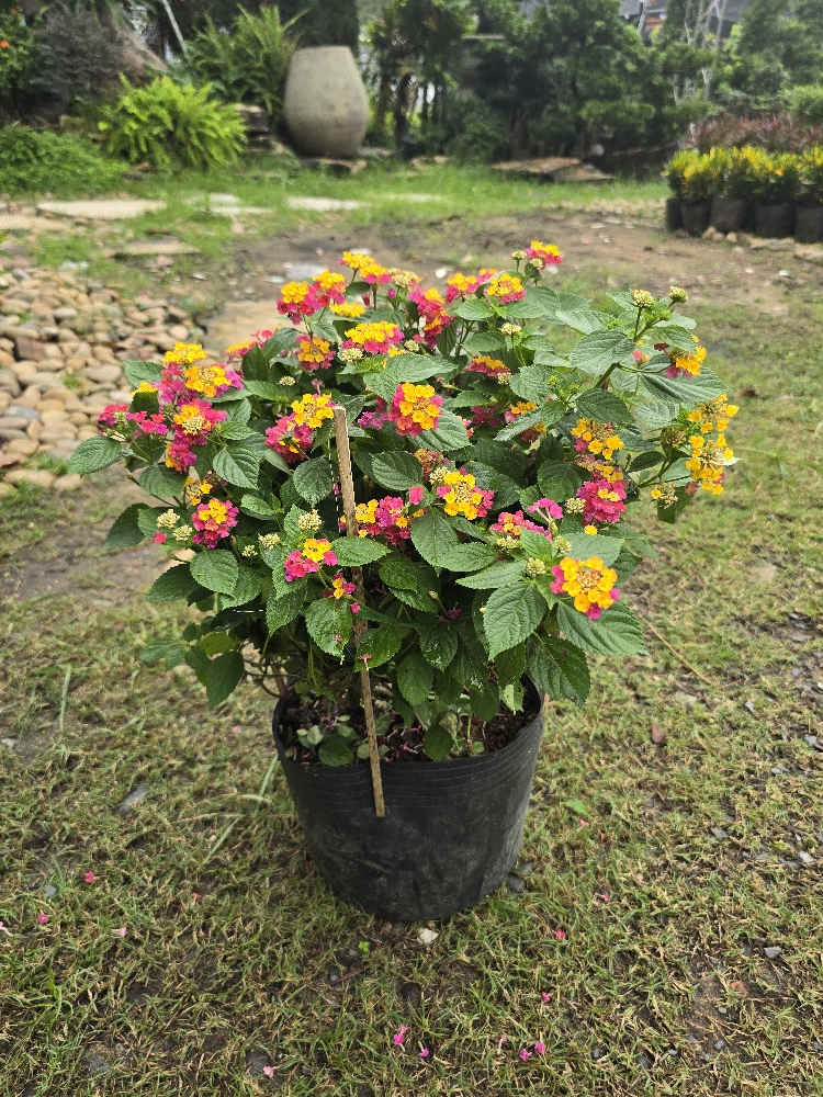 Trâm Ổi Ngũ Sắc