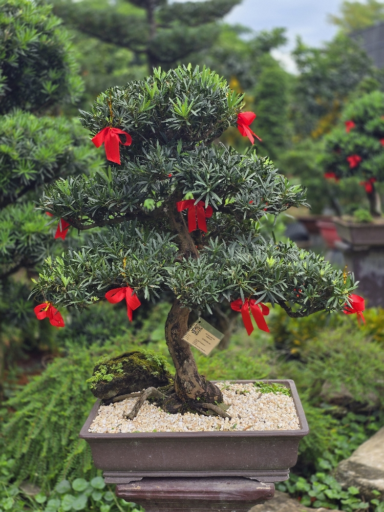 Vạn Niên Tùng Bonsai - TBSN12