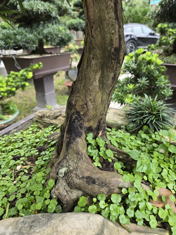 Vạn Niên Tùng Bonsai - TBSL27