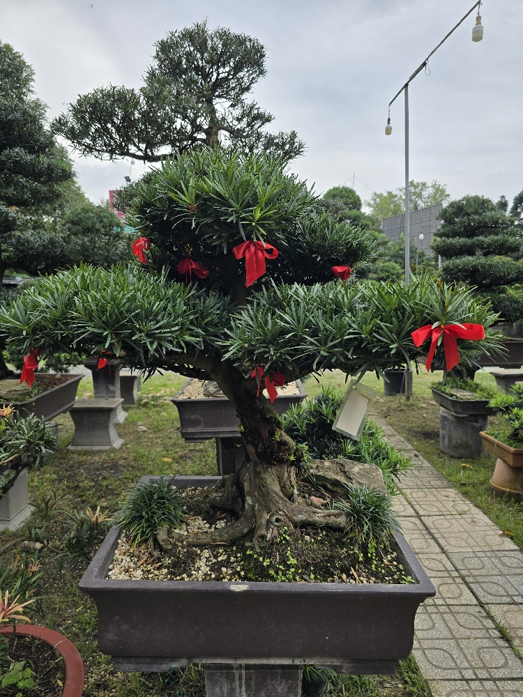 BST11 - Vạn Niên Tùng Bonsai