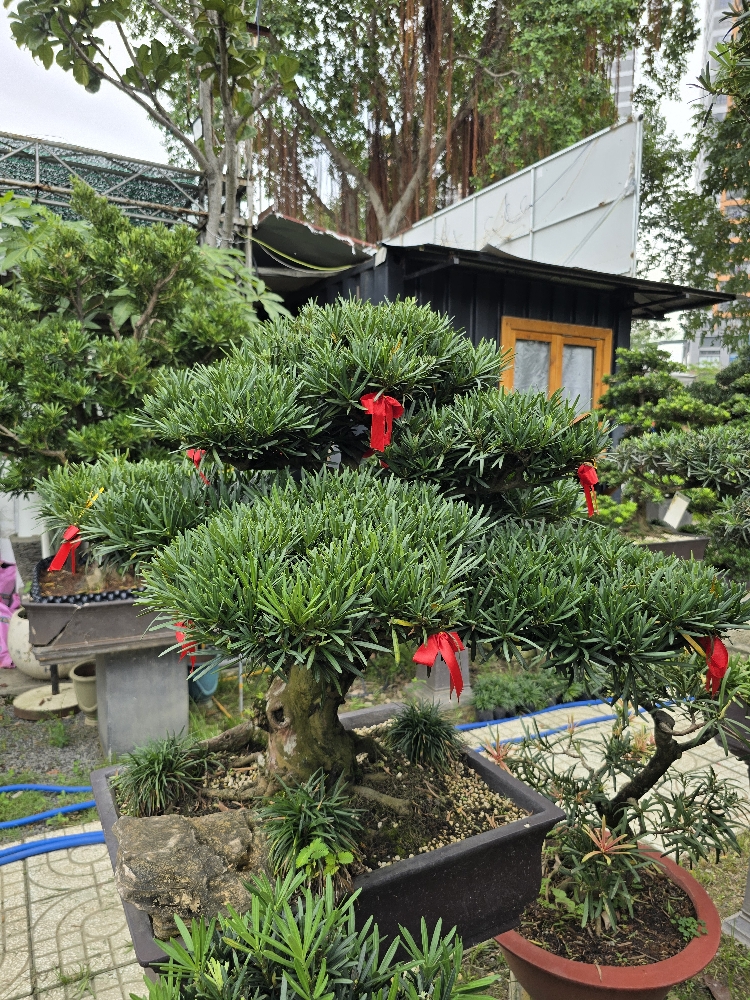 BST11 - Vạn Niên Tùng Bonsai
