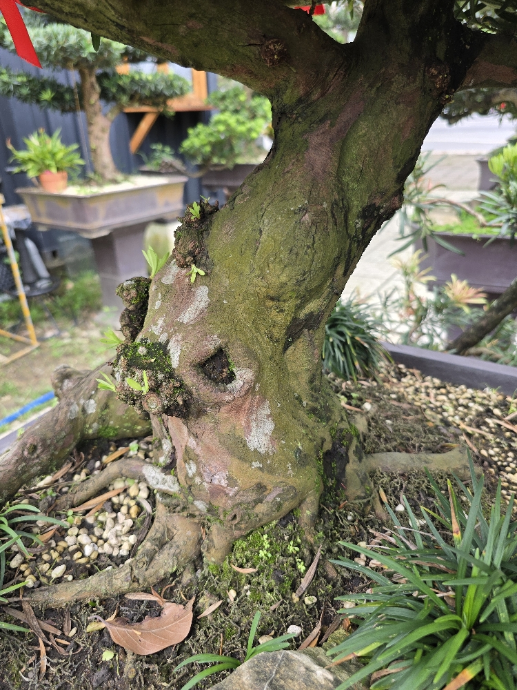 BST11 - Vạn Niên Tùng Bonsai