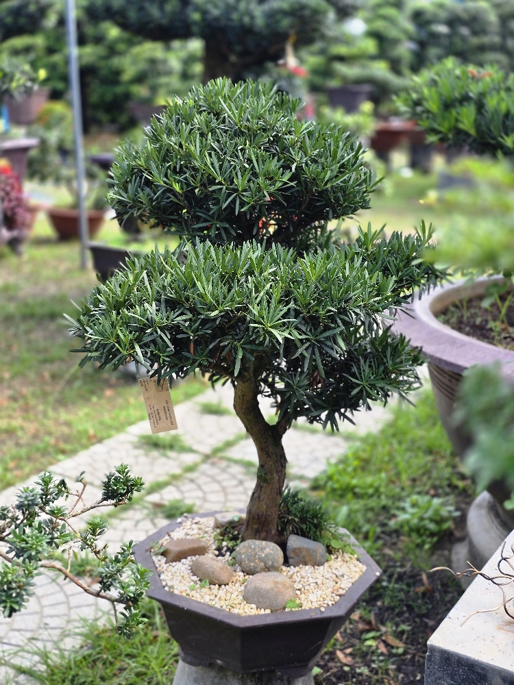 BSN15 - Vạn Niên Tùng Bonsai