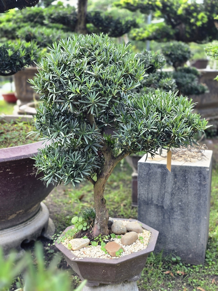 BSN15 - Vạn Niên Tùng Bonsai