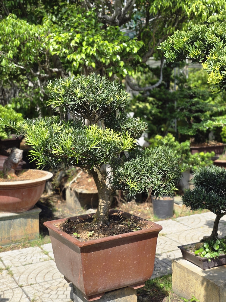 Vạn Niên Tùng Bonsai - TBSN43