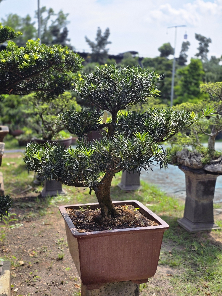 Vạn Niên Tùng Bonsai - TBSN43