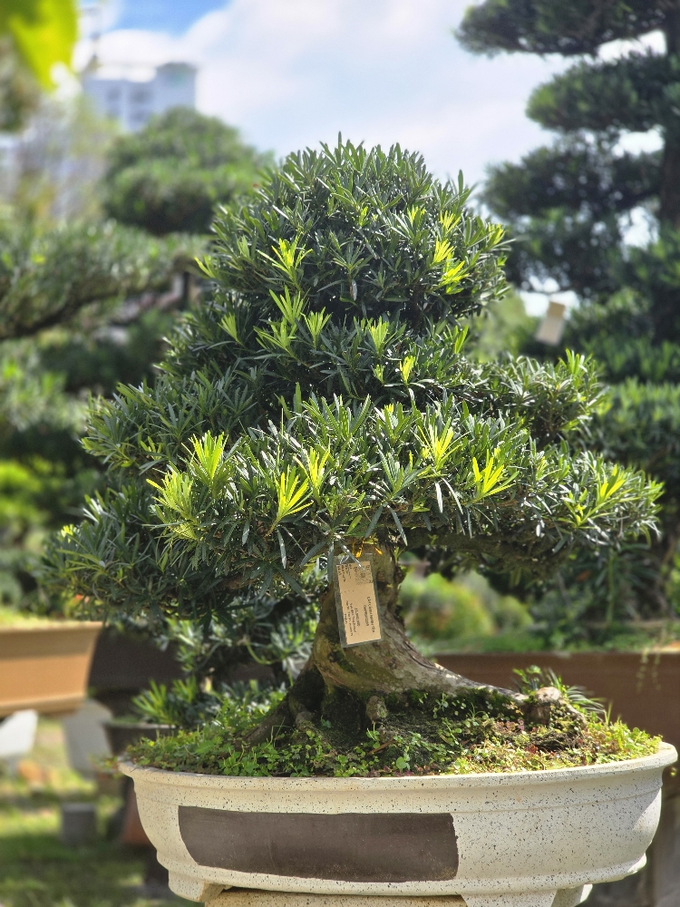 Vạn Niên Tùng Bonsai - TBSN41