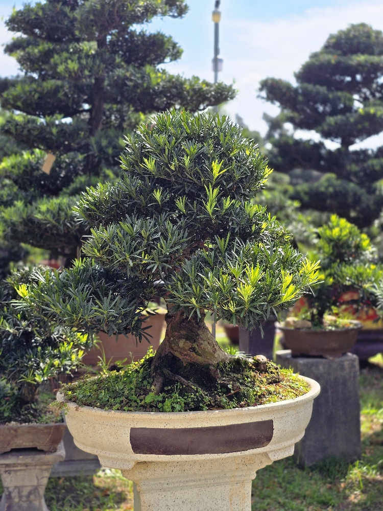 Vạn Niên Tùng Bonsai - TBSN41