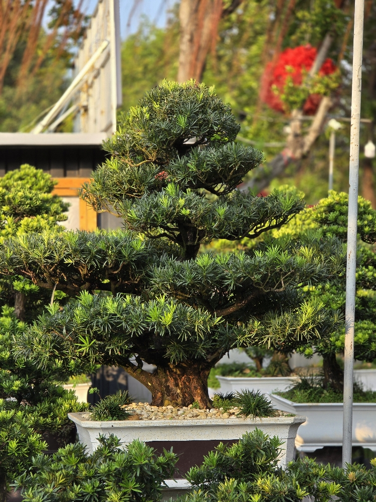 BSL01 - Vạn Niên Tùng Bonsai