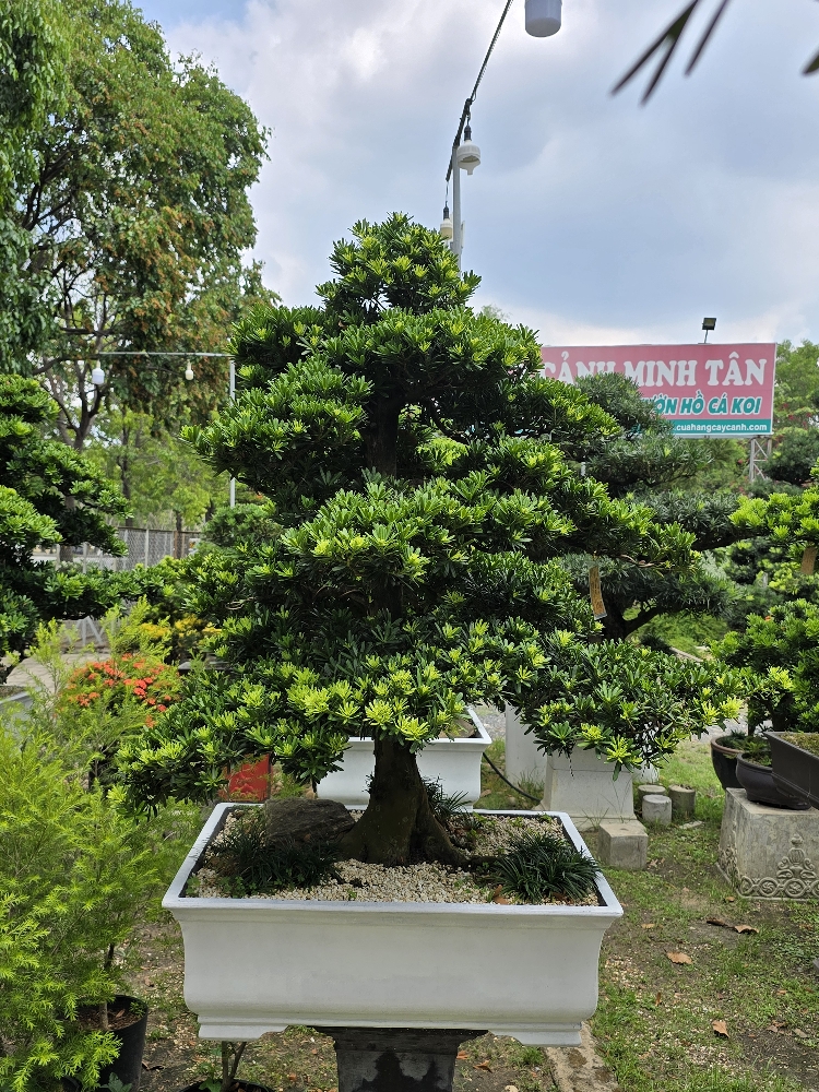BST04 - Tùng Kim Cương Bonsai