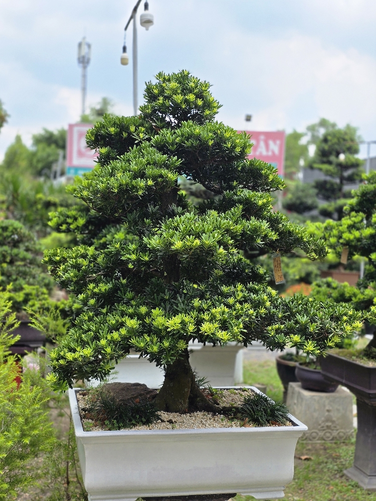 BST04 - Tùng Kim Cương Bonsai