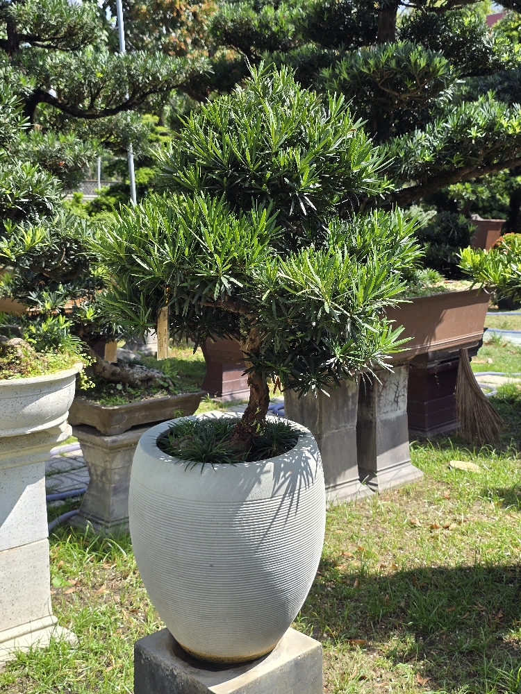 BSN07 - Vạn Niên Tùng Bonsai