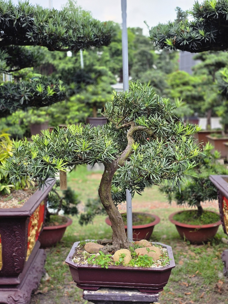 BSN14 - Vạn Niên Tùng Bonsai