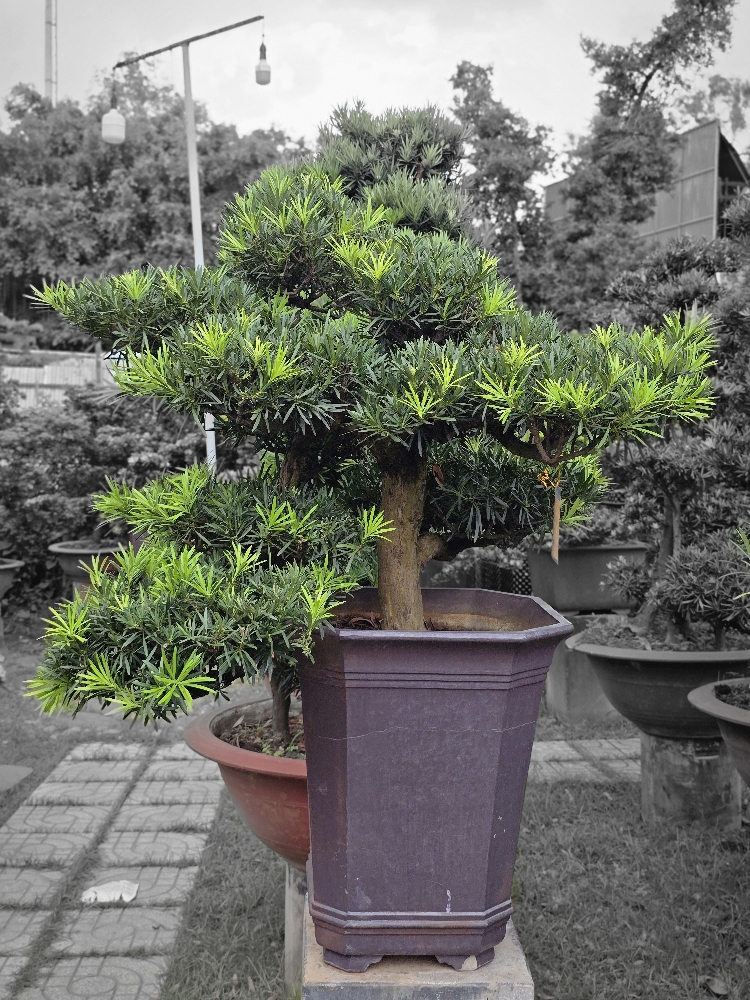 BST18 - Vạn Niên Tùng Bonsai