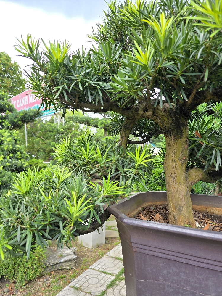 BST18 - Vạn Niên Tùng Bonsai