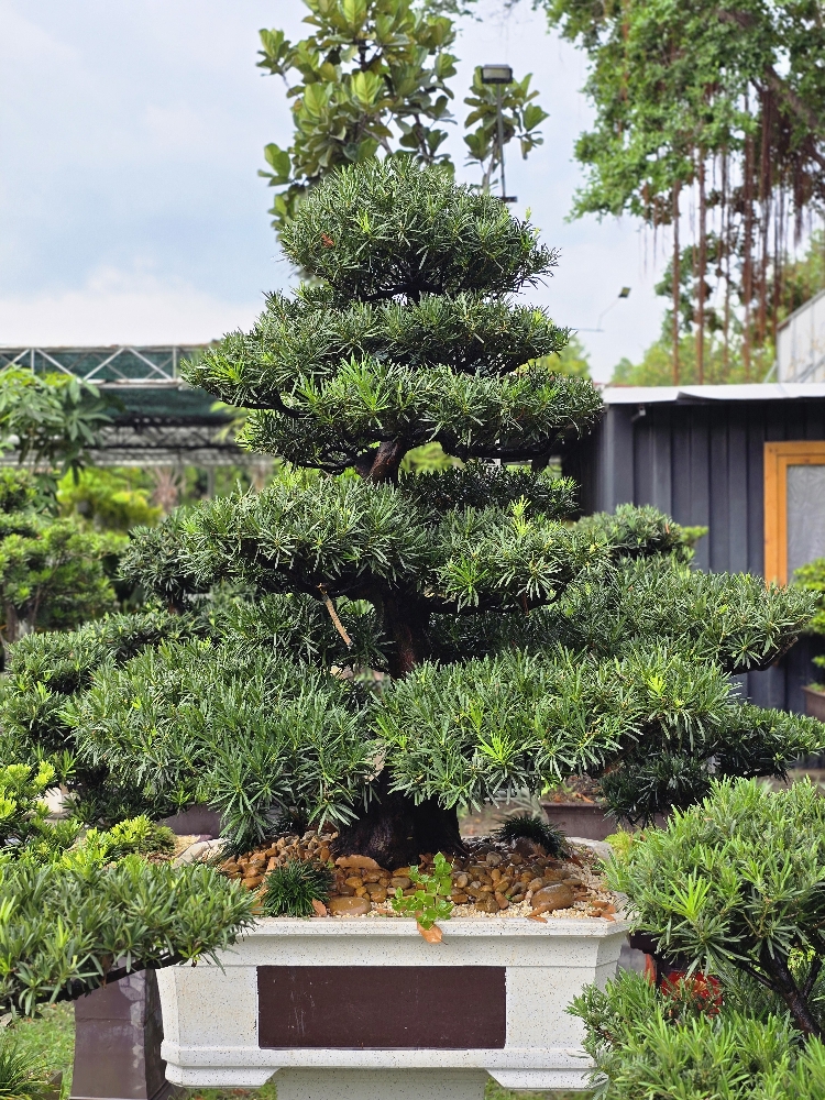 BSL02 - Vạn Niên Tùng Bonsai