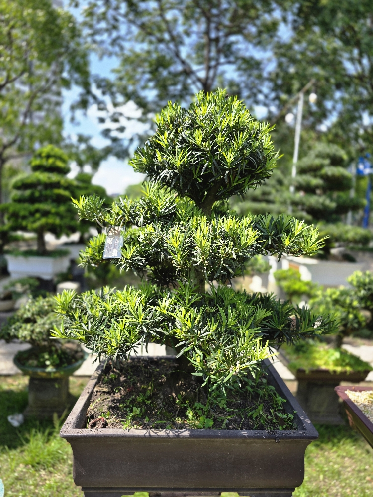 BST12 - Vạn Niên Tùng Bonsai