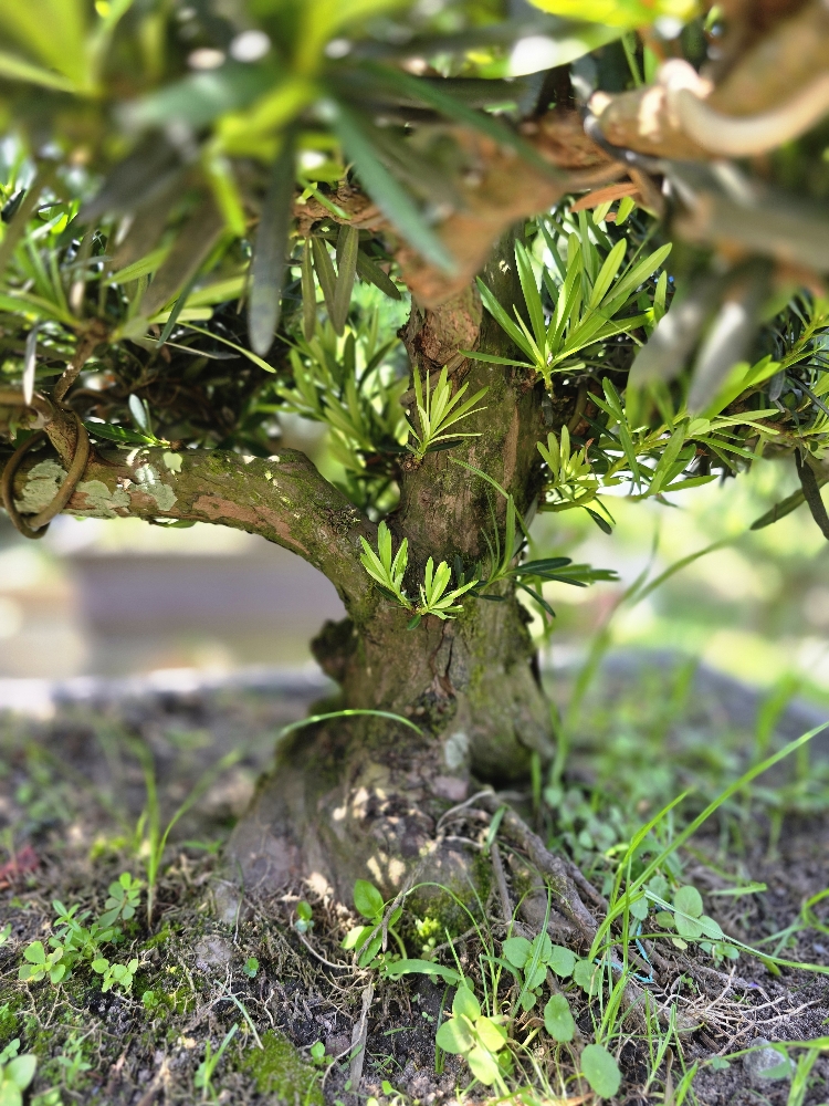 BST12 - Vạn Niên Tùng Bonsai