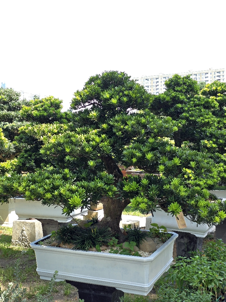 BST01 - Tùng Kim Cương Bonsai