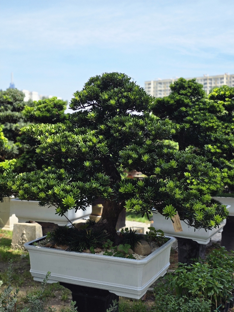 BST01 - Tùng Kim Cương Bonsai