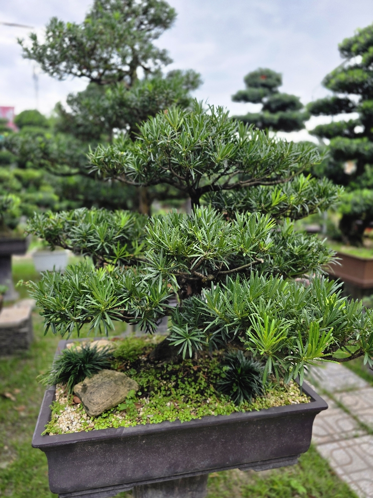 BST07 - Vạn Niên Tùng Bonsai