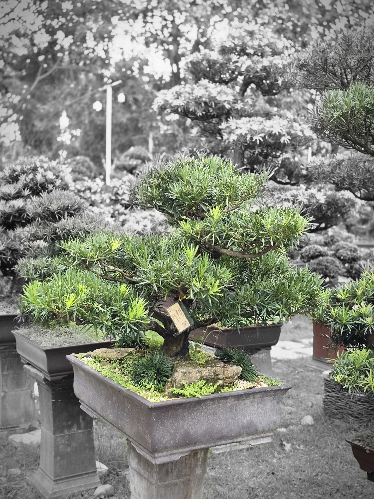 BST07 - Vạn Niên Tùng Bonsai
