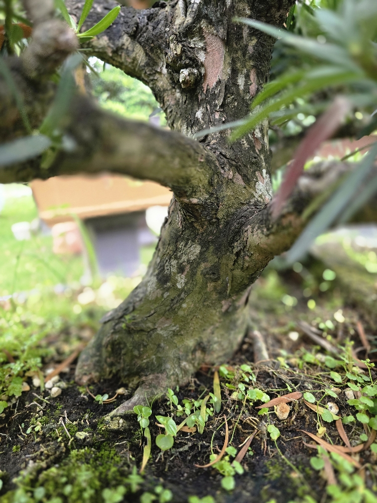 BST07 - Vạn Niên Tùng Bonsai