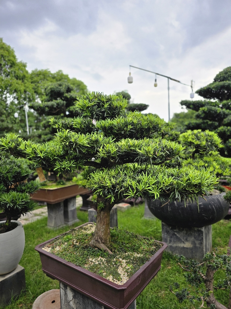 BST14 - Vạn Niên Tùng Bonsai