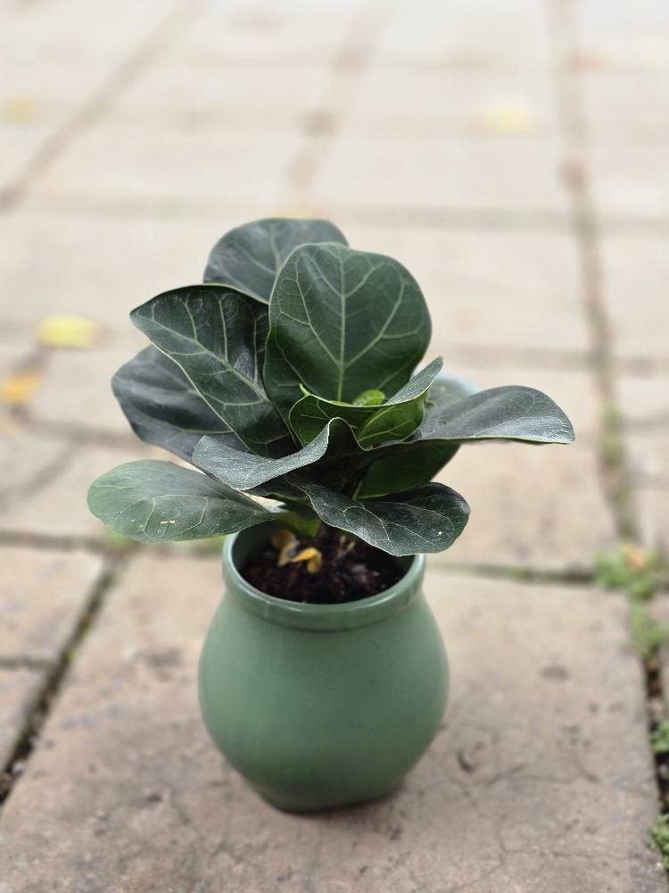 Bàng Sing để bàn