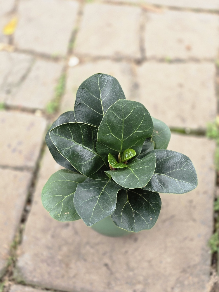 Bàng Sing để bàn