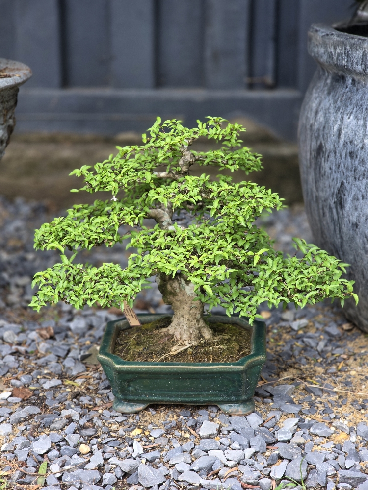 BSM17 - Mai Chiếu Thủy