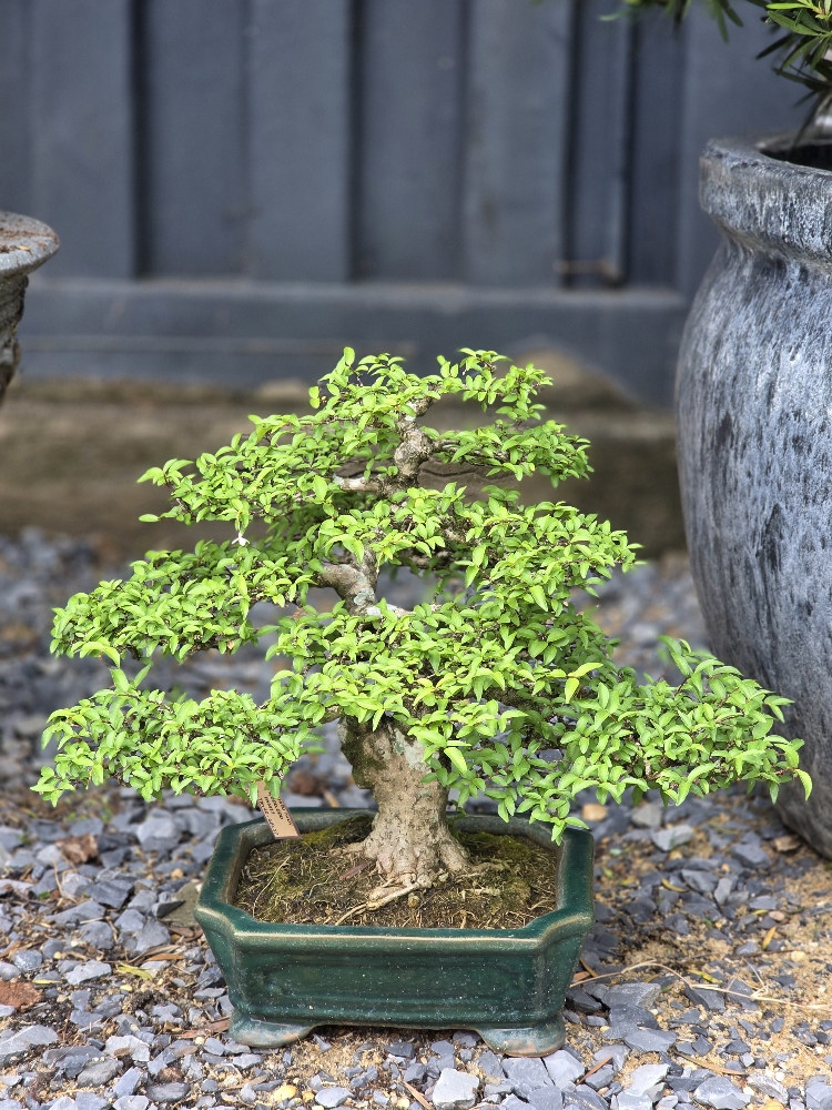 BSM17 - Mai Chiếu Thủy