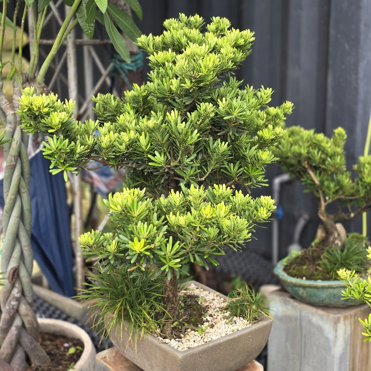 BSM06 - Tùng Kim Cương