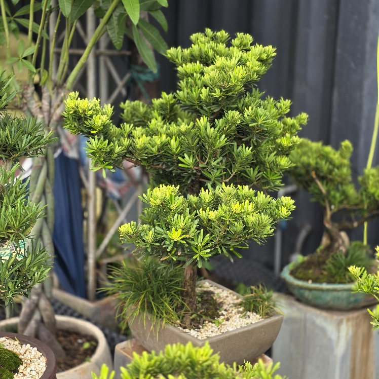 BSM06 - Tùng Kim Cương