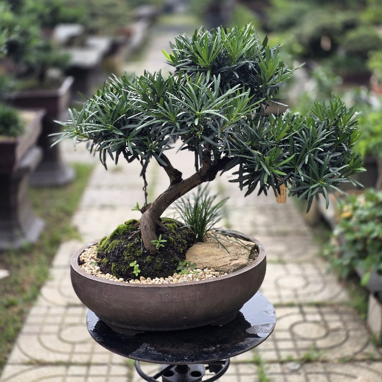 BSM03 - Vạn Niên Tùng