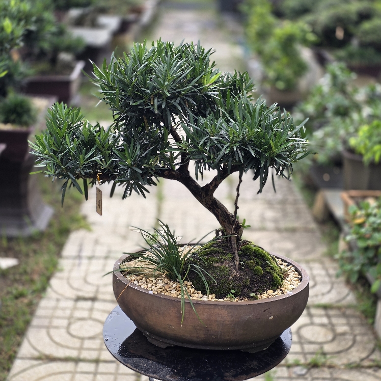 BSM03 - Vạn Niên Tùng