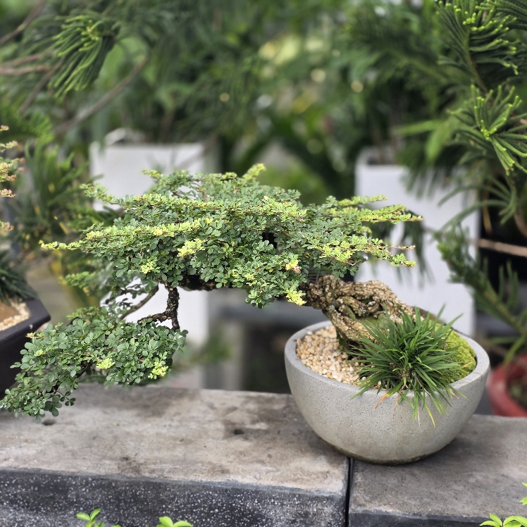 BSM21 - Cần Thăng