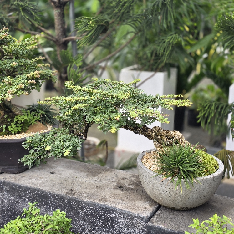 BSM21 - Cần Thăng