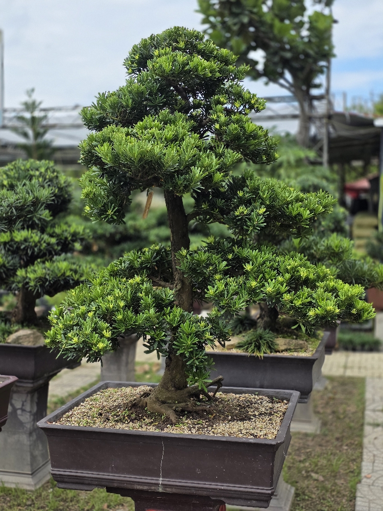BST06 - Tùng Kim Cương Bonsai