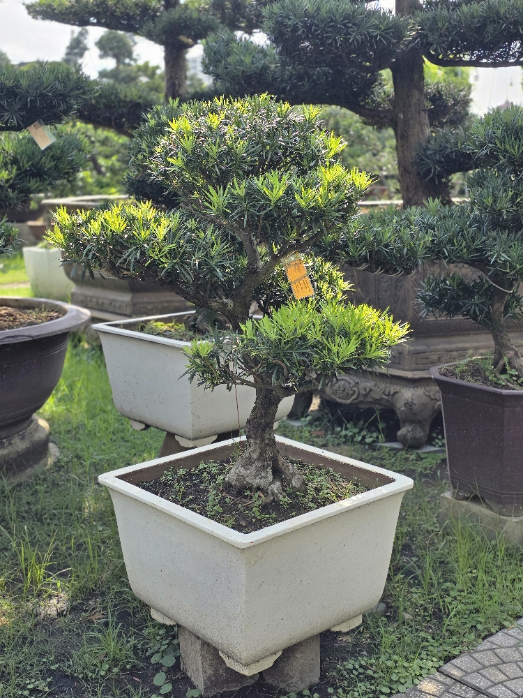 BSN28 - Vạn Niên Tùng Bonsai