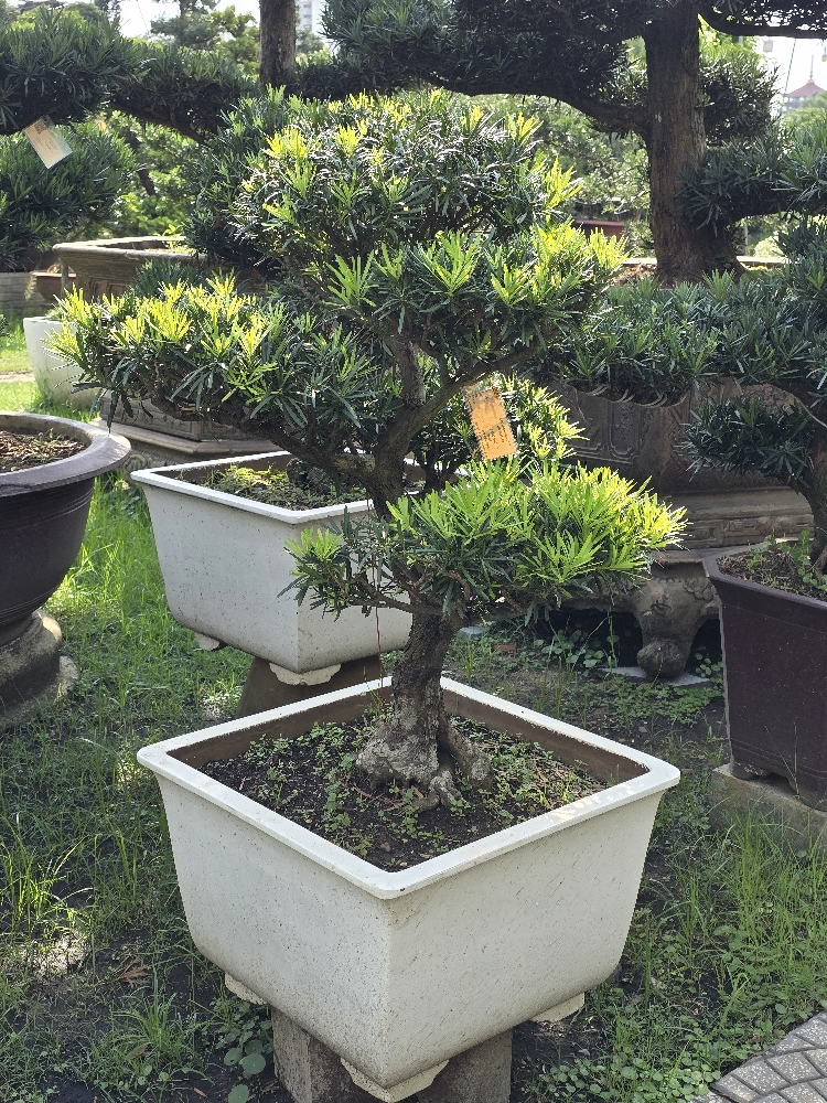 BSN28 - Vạn Niên Tùng Bonsai