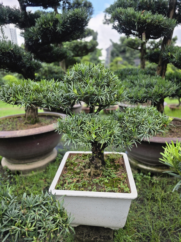 BSN27 - Vạn Niên Tùng Bonsai