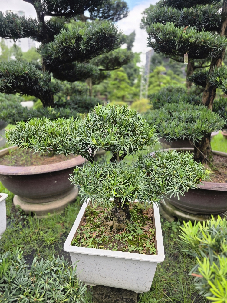 BSN27 - Vạn Niên Tùng Bonsai
