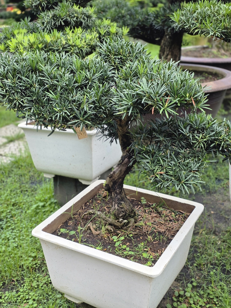 BSN26 - Vạn Niên Tùng Bonsai