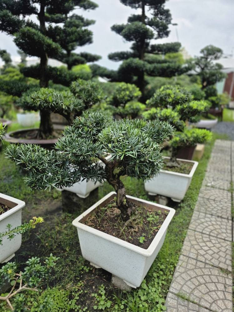 BSN26 - Vạn Niên Tùng Bonsai